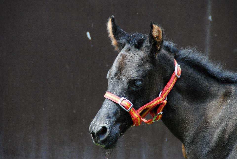 Pura Raza Española Joya MAR  - Joya som føl 2014 billede 22