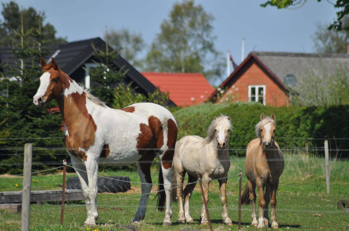 Welsh Pony af Cob-type (sec C) Harvest Nespresso billede 17