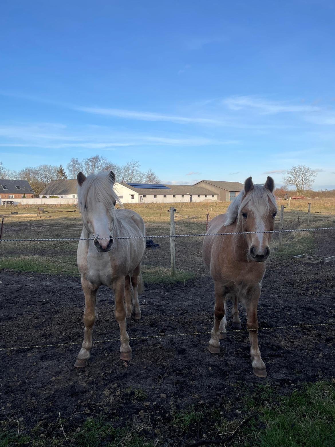 Welsh Pony af Cob-type (sec C) Harvest Nespresso billede 18