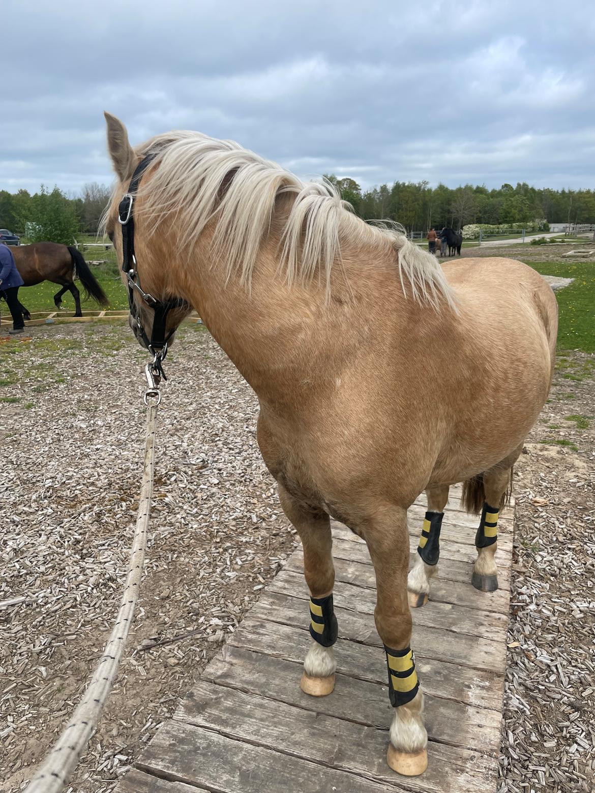 Welsh Pony af Cob-type (sec C) Harvest Nespresso billede 19