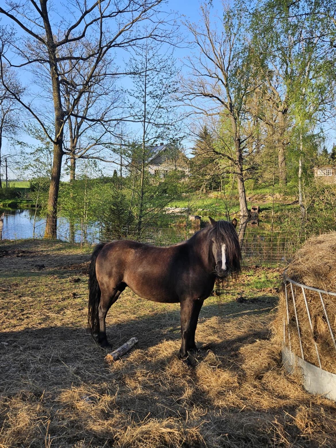 Dartmoor Queen of hearts  billede 1