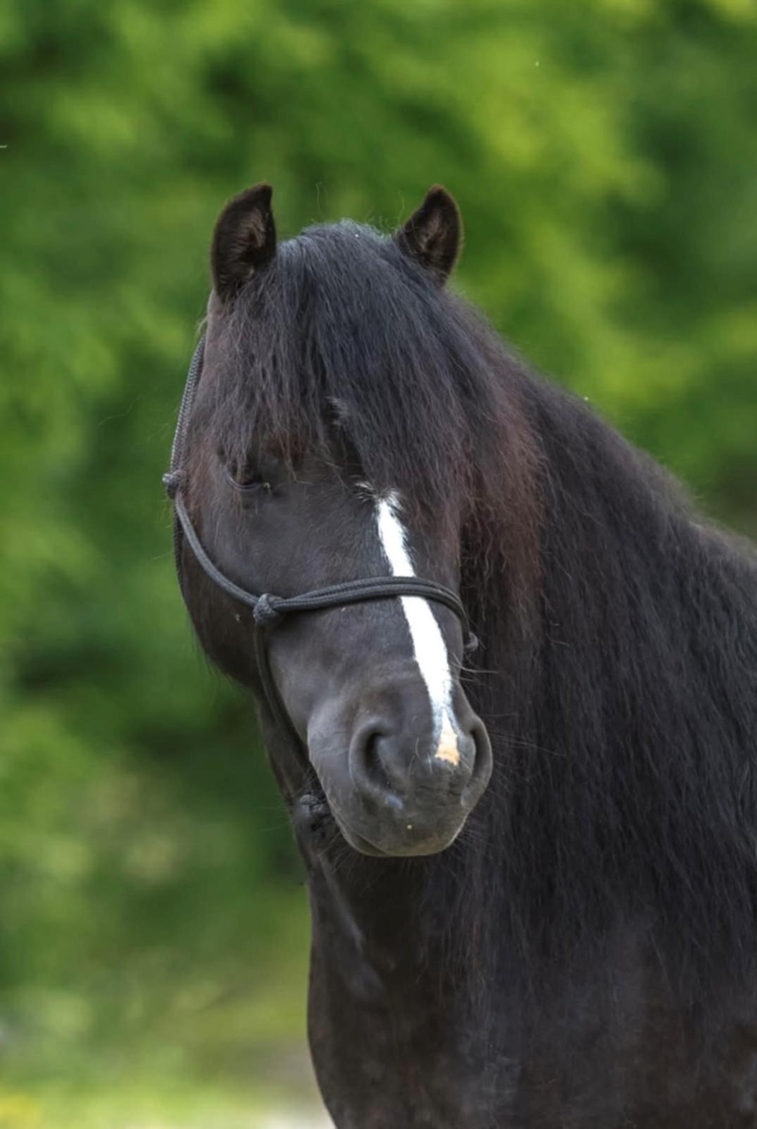 Dartmoor Queen of hearts  billede 4