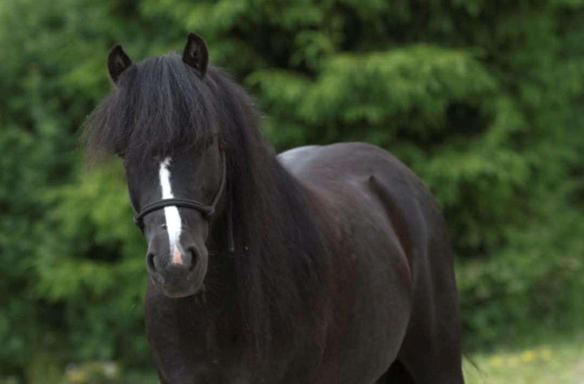 Dartmoor Queen of hearts  billede 5