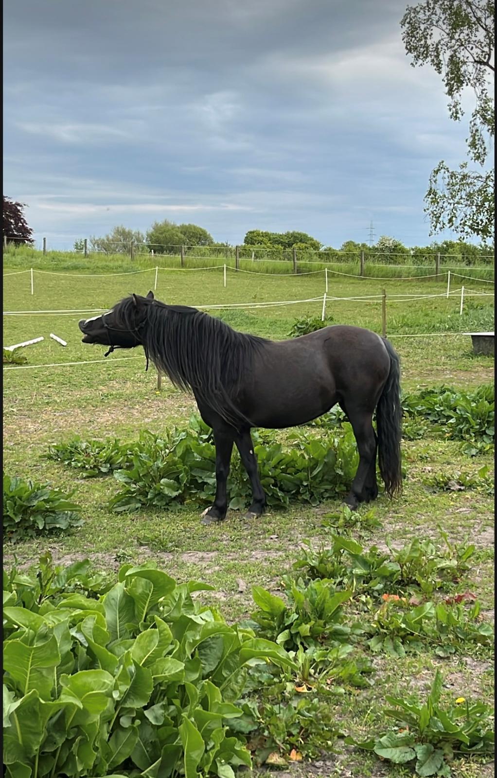 Dartmoor Queen of hearts  billede 6