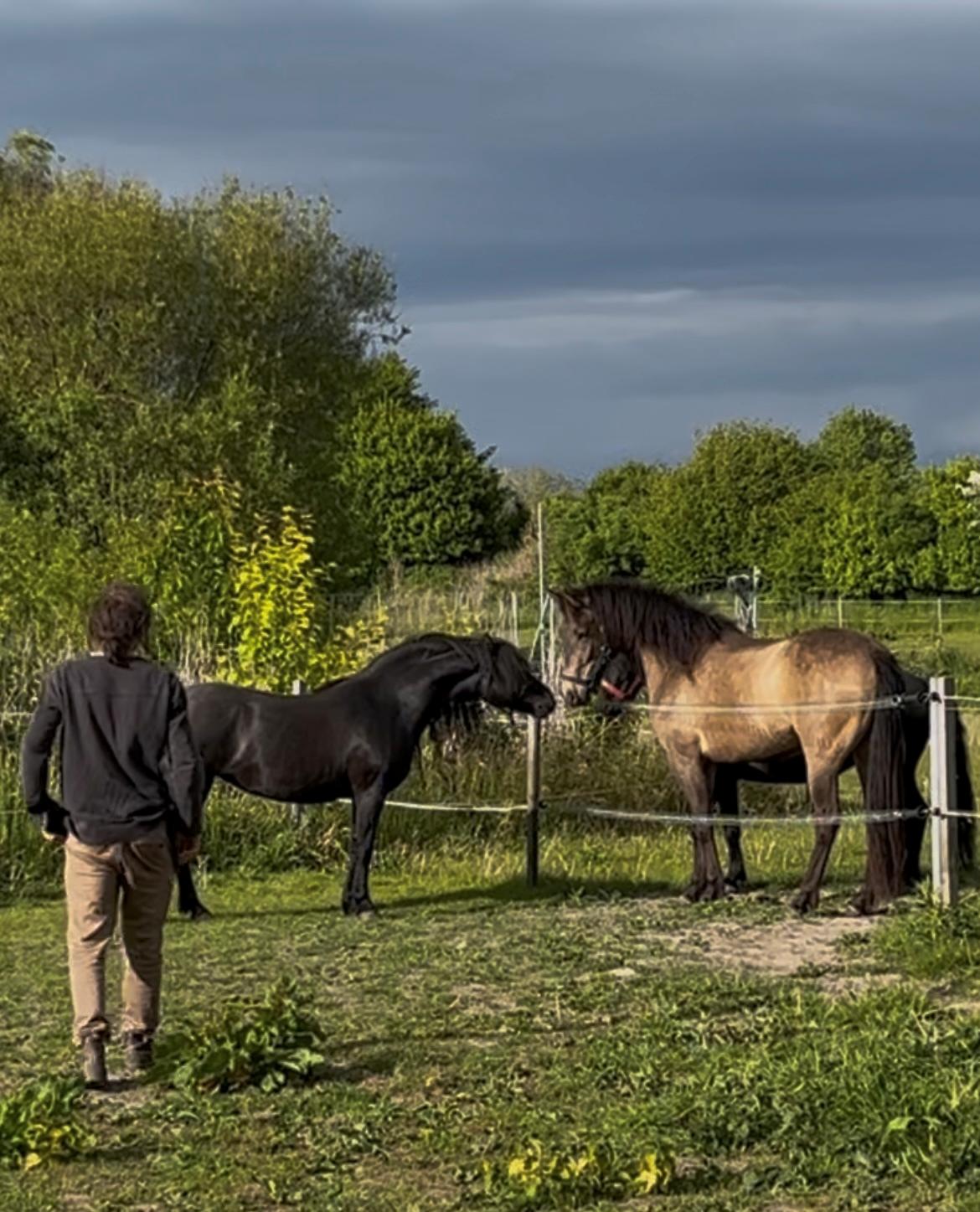 Dartmoor Queen of hearts  billede 7