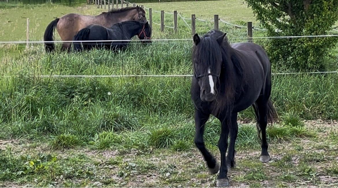 Dartmoor Queen of hearts  billede 8