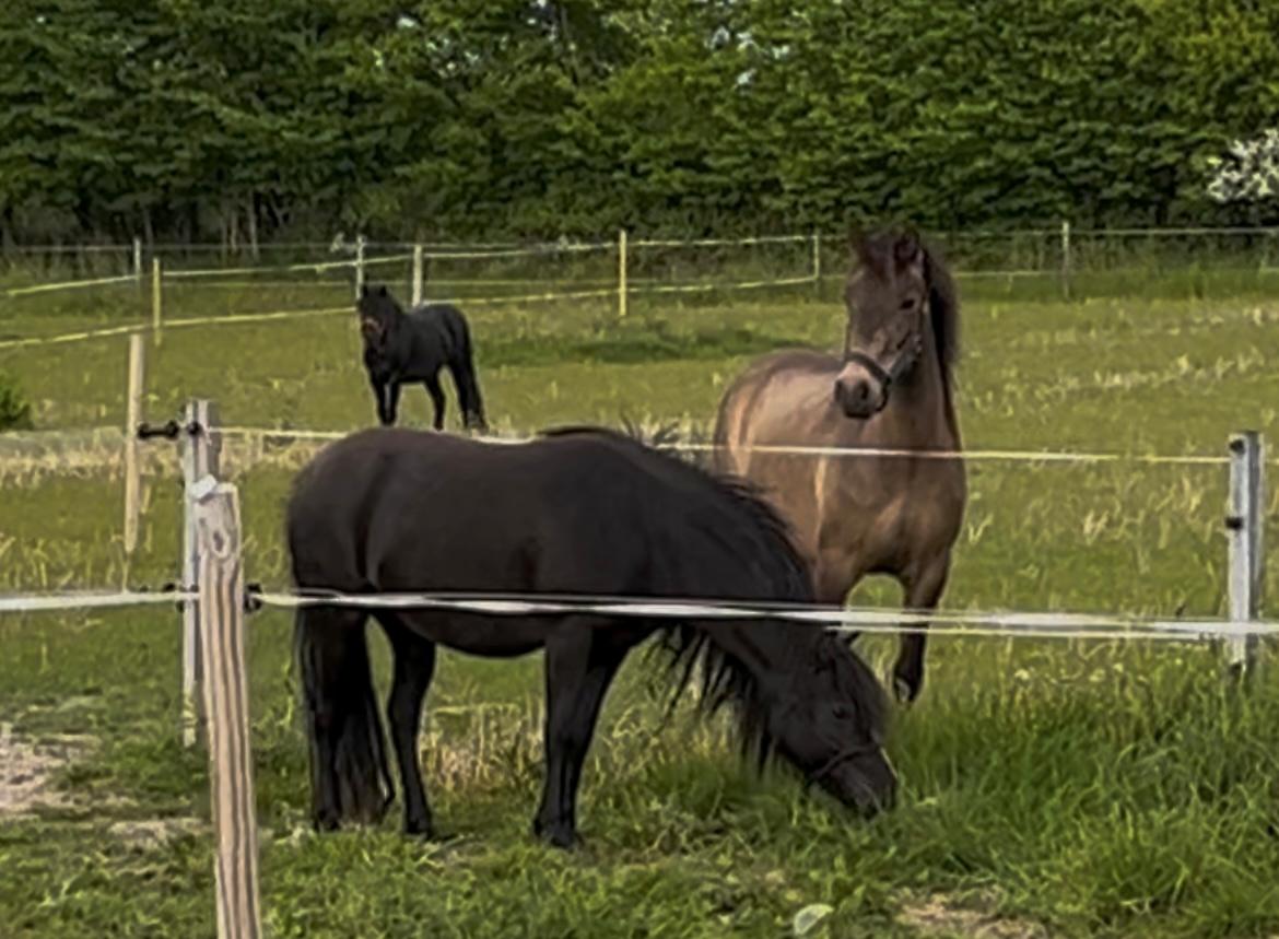 Dartmoor Queen of hearts  billede 9