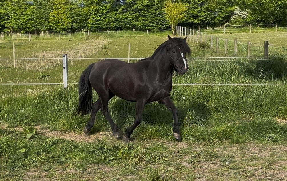 Dartmoor Queen of hearts  billede 10