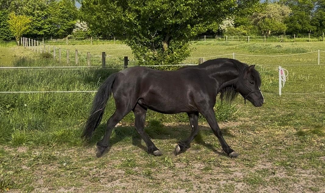 Dartmoor Queen of hearts  billede 11