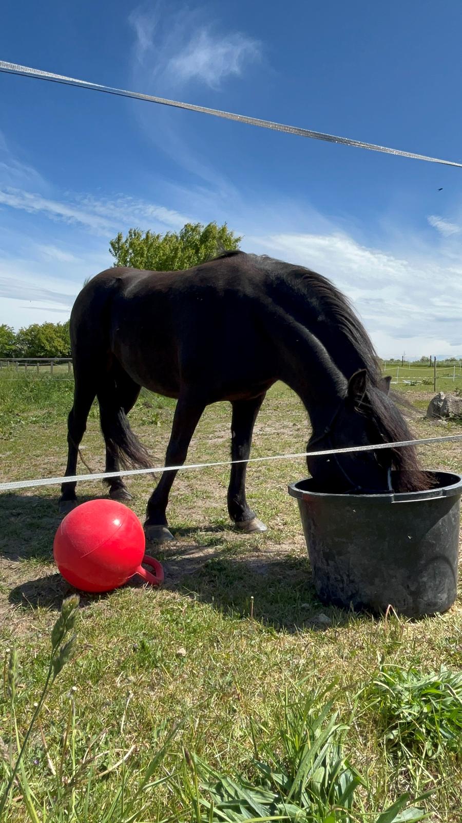 Dartmoor Queen of hearts  billede 12