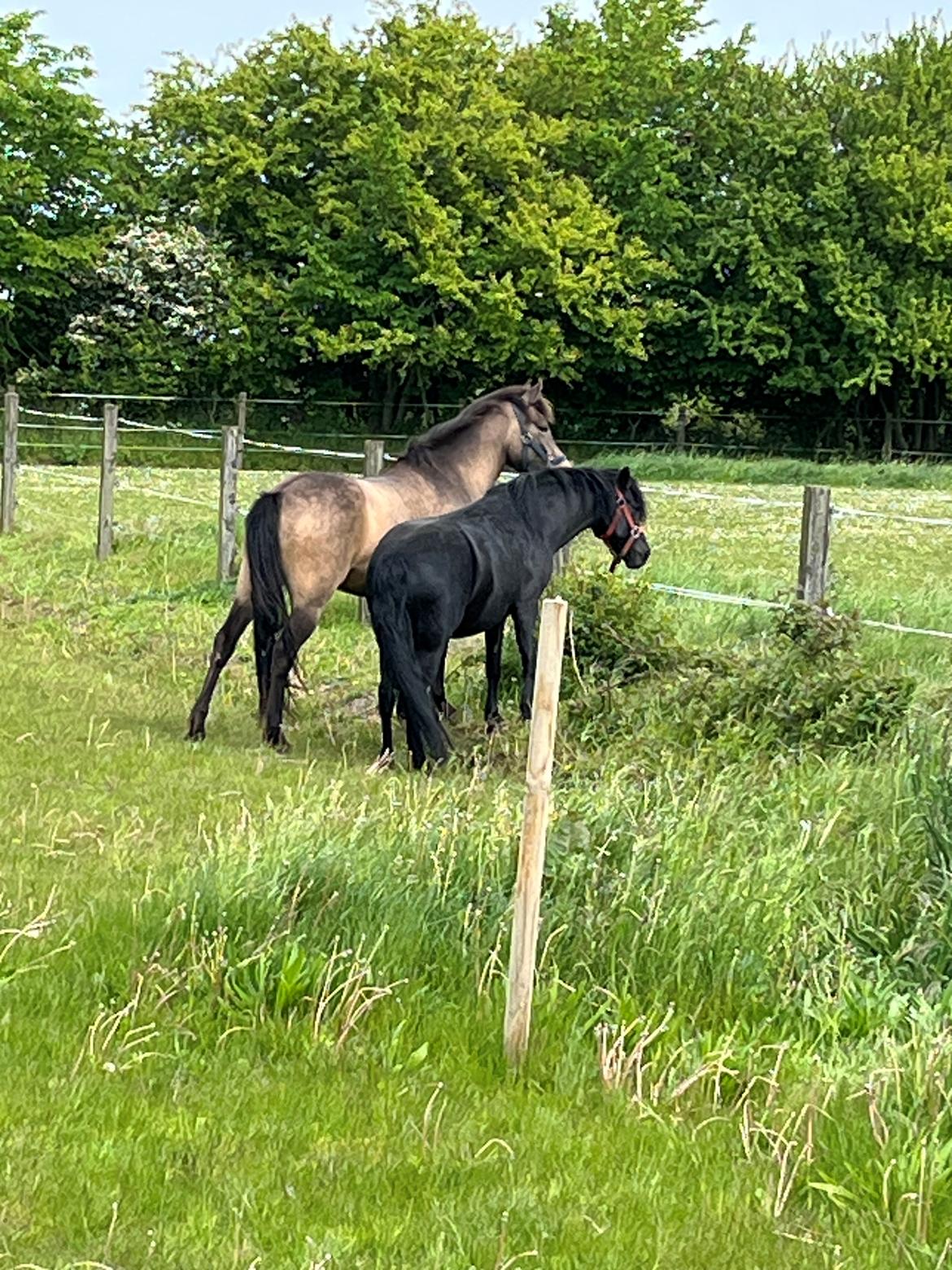 Dartmoor Queen of hearts  billede 13
