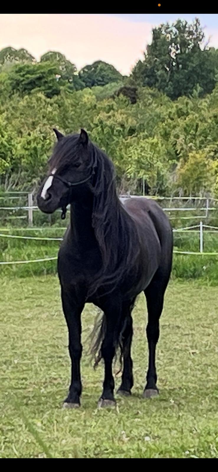 Dartmoor Queen of hearts  billede 14