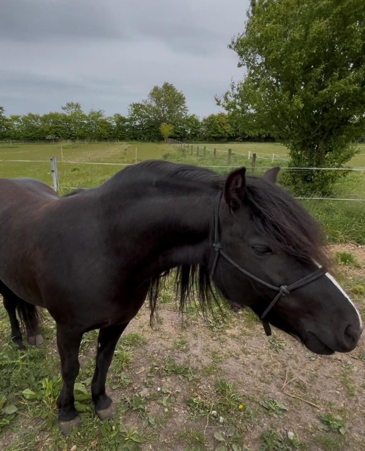 Dartmoor Queen of hearts  billede 15
