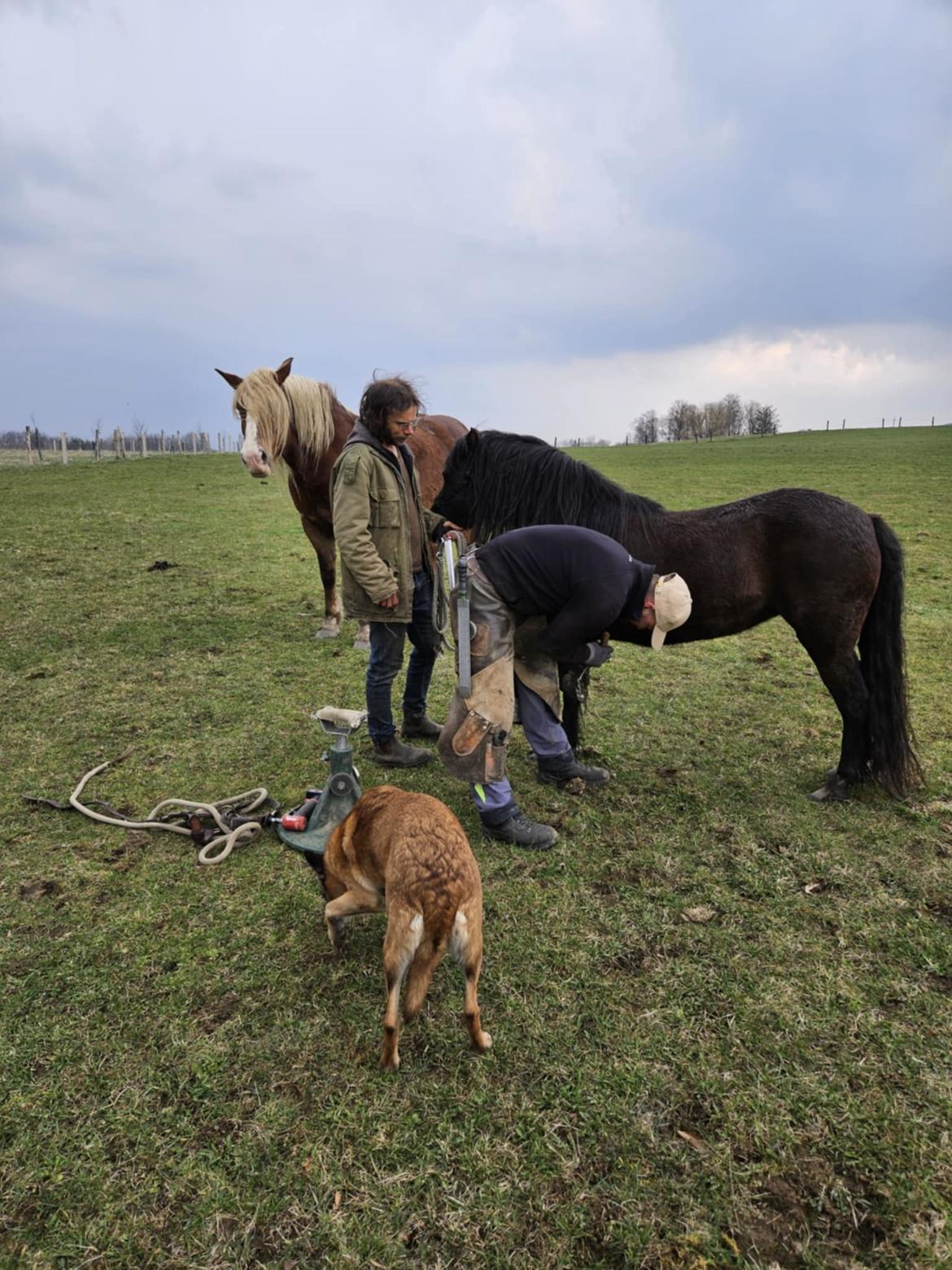 Dartmoor Queen of hearts  billede 2