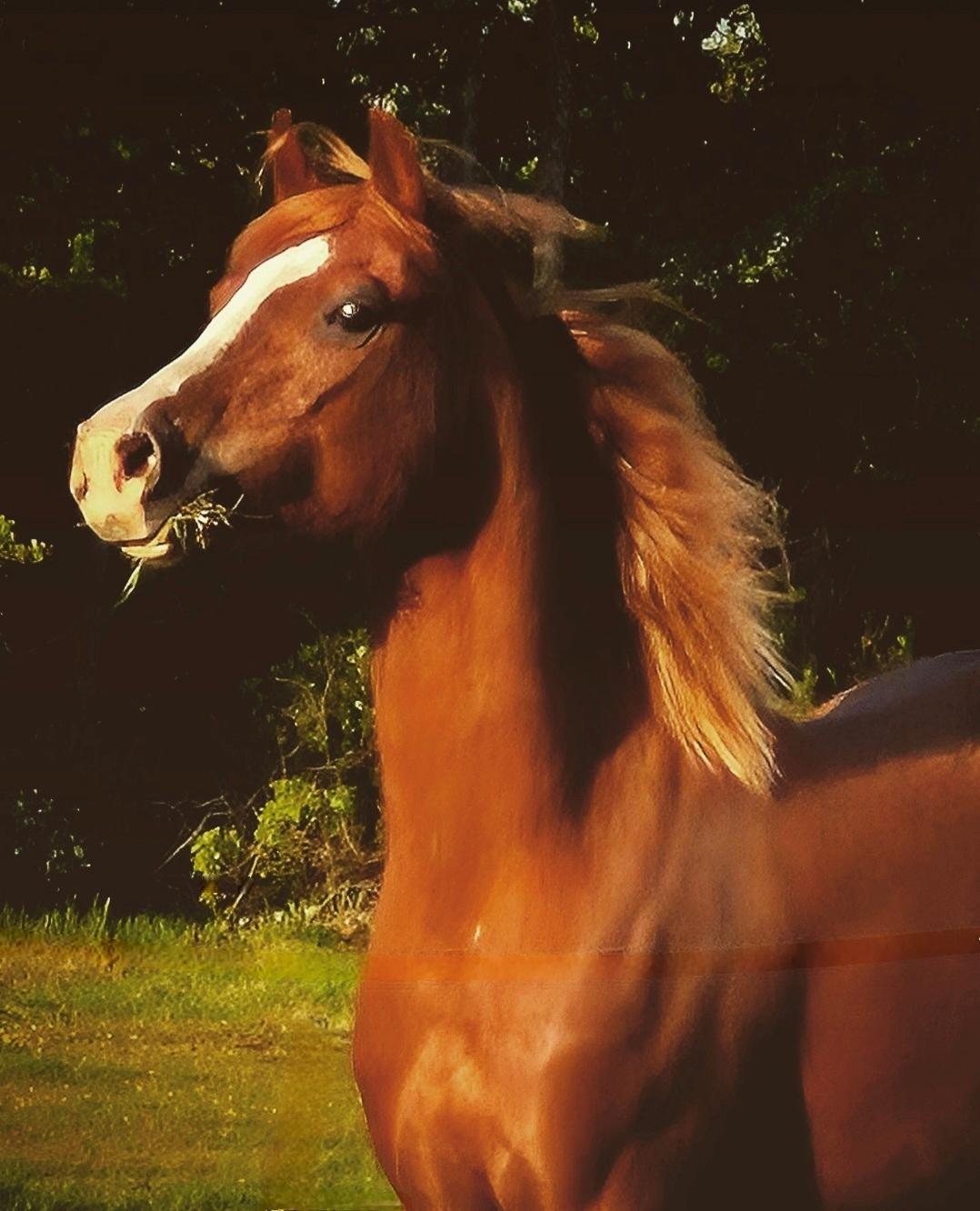 Welsh Pony af Cob-type (sec C) Aberlour Gagarin [Trænede] billede 26