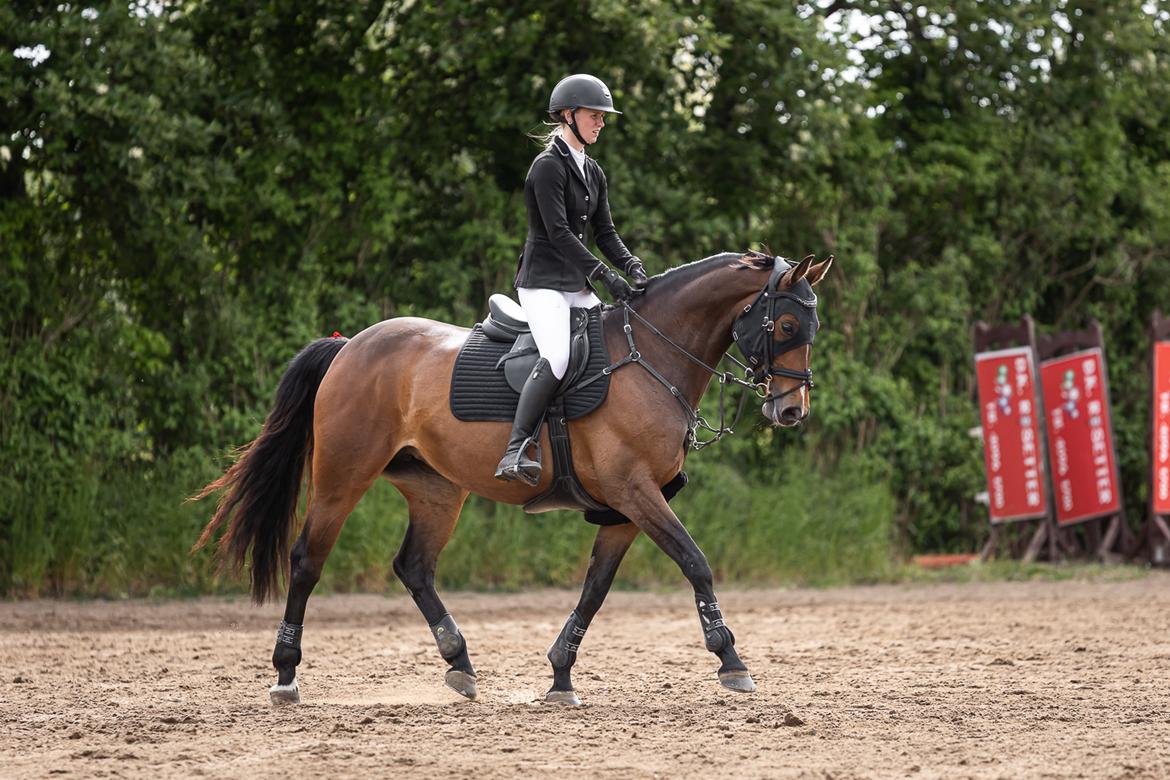 Dansk Varmblod Quiana billede 21