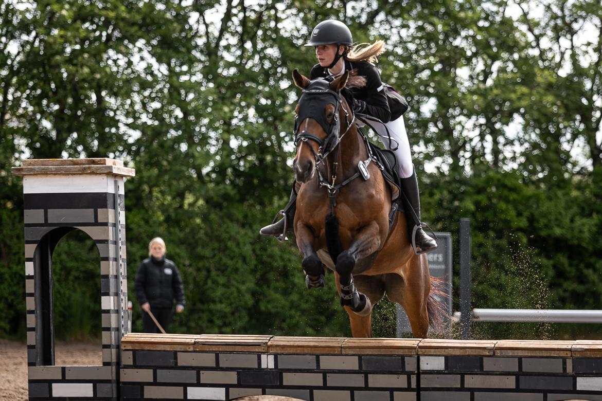 Dansk Varmblod Quiana billede 23