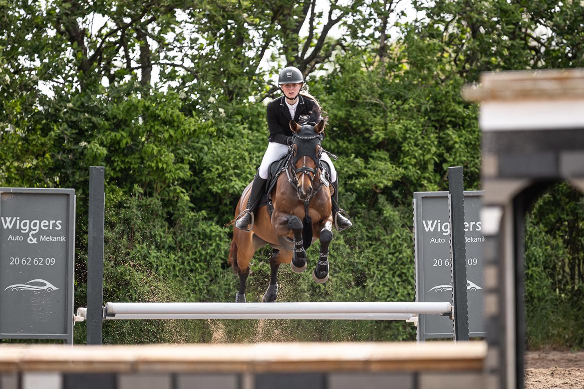 Dansk Varmblod Quiana billede 22