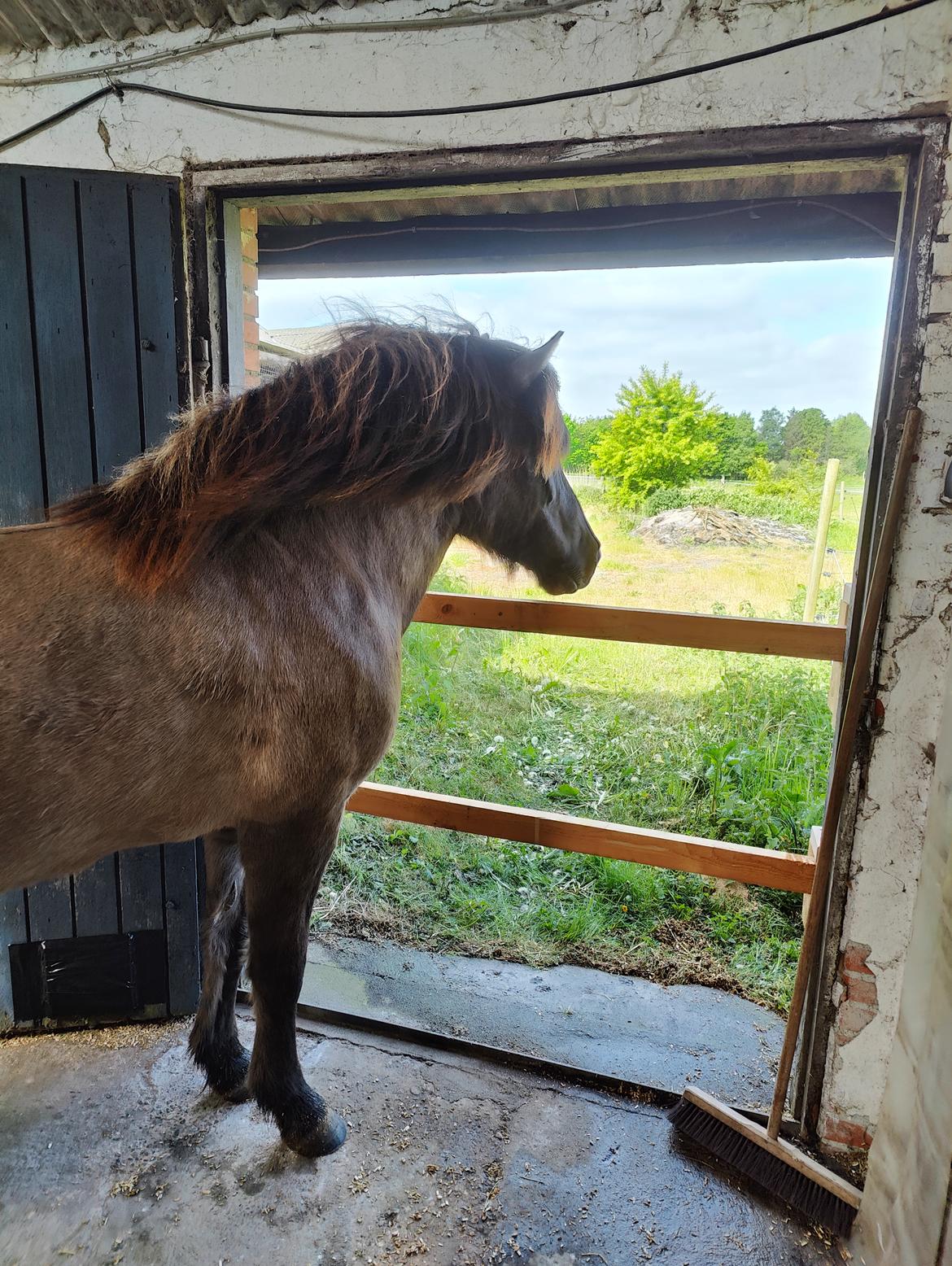 Islænder Frigg fra Marcusminde  billede 6