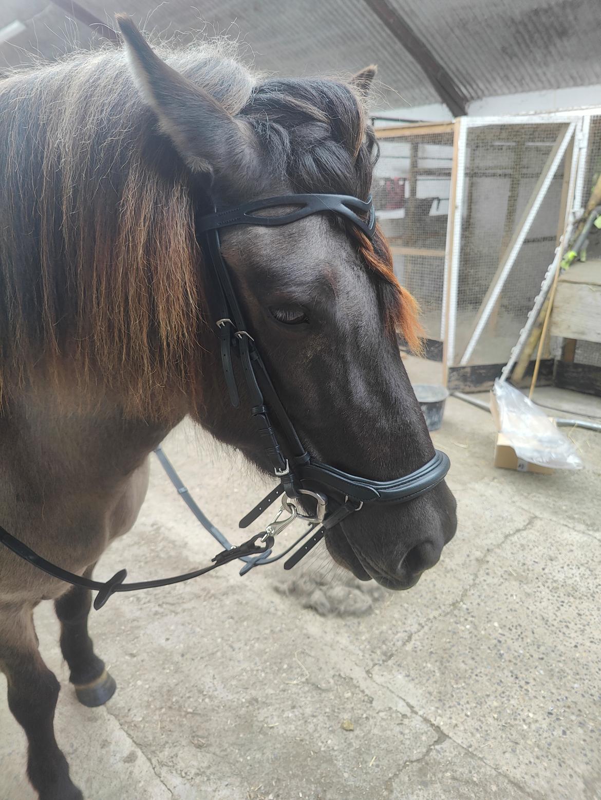 Islænder Frigg fra Marcusminde  billede 7