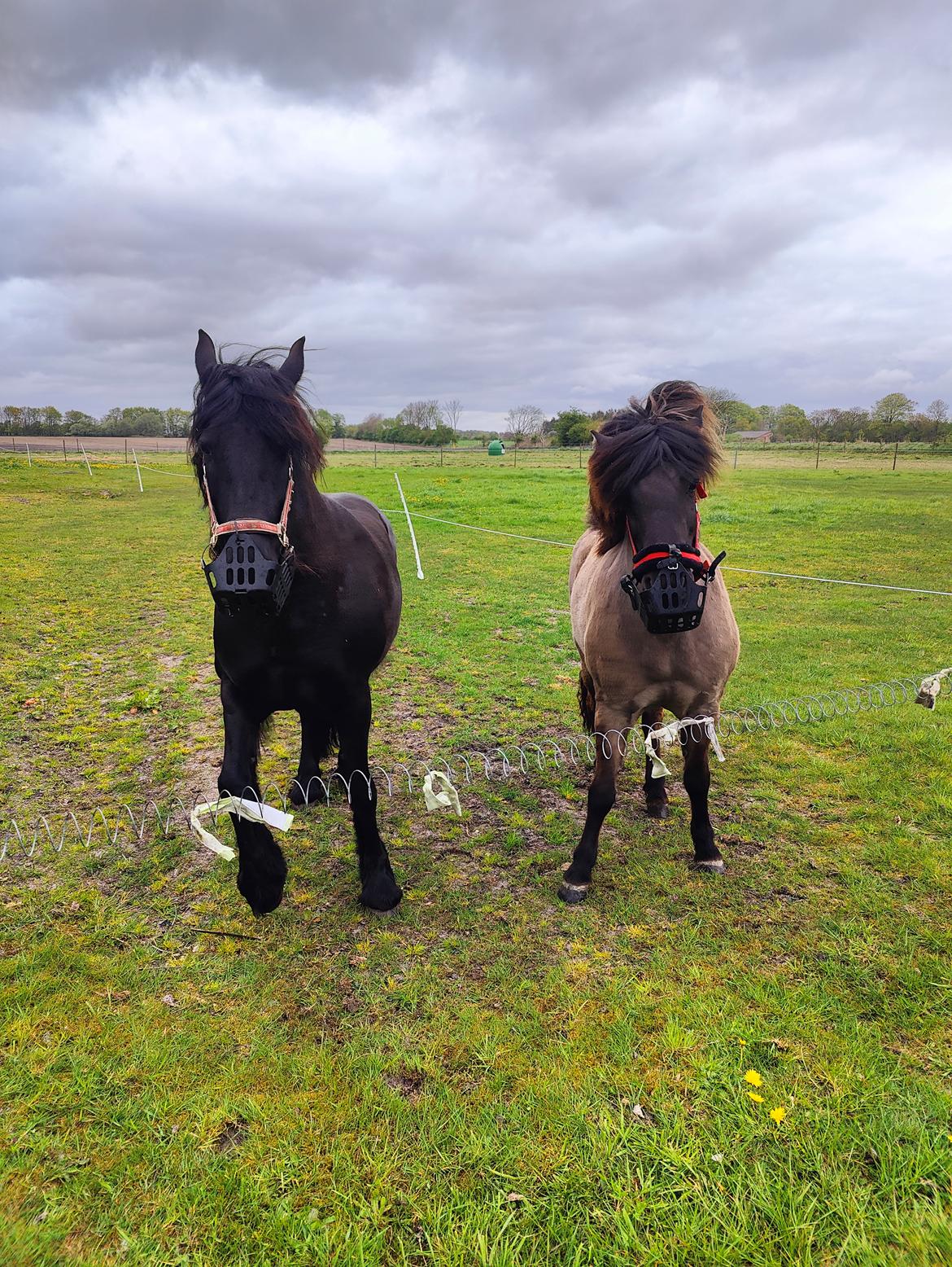 Islænder Frigg fra Marcusminde  billede 8