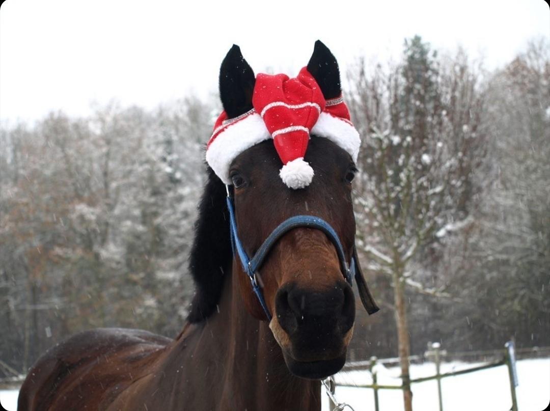 Dansk Varmblod Savah billede 3