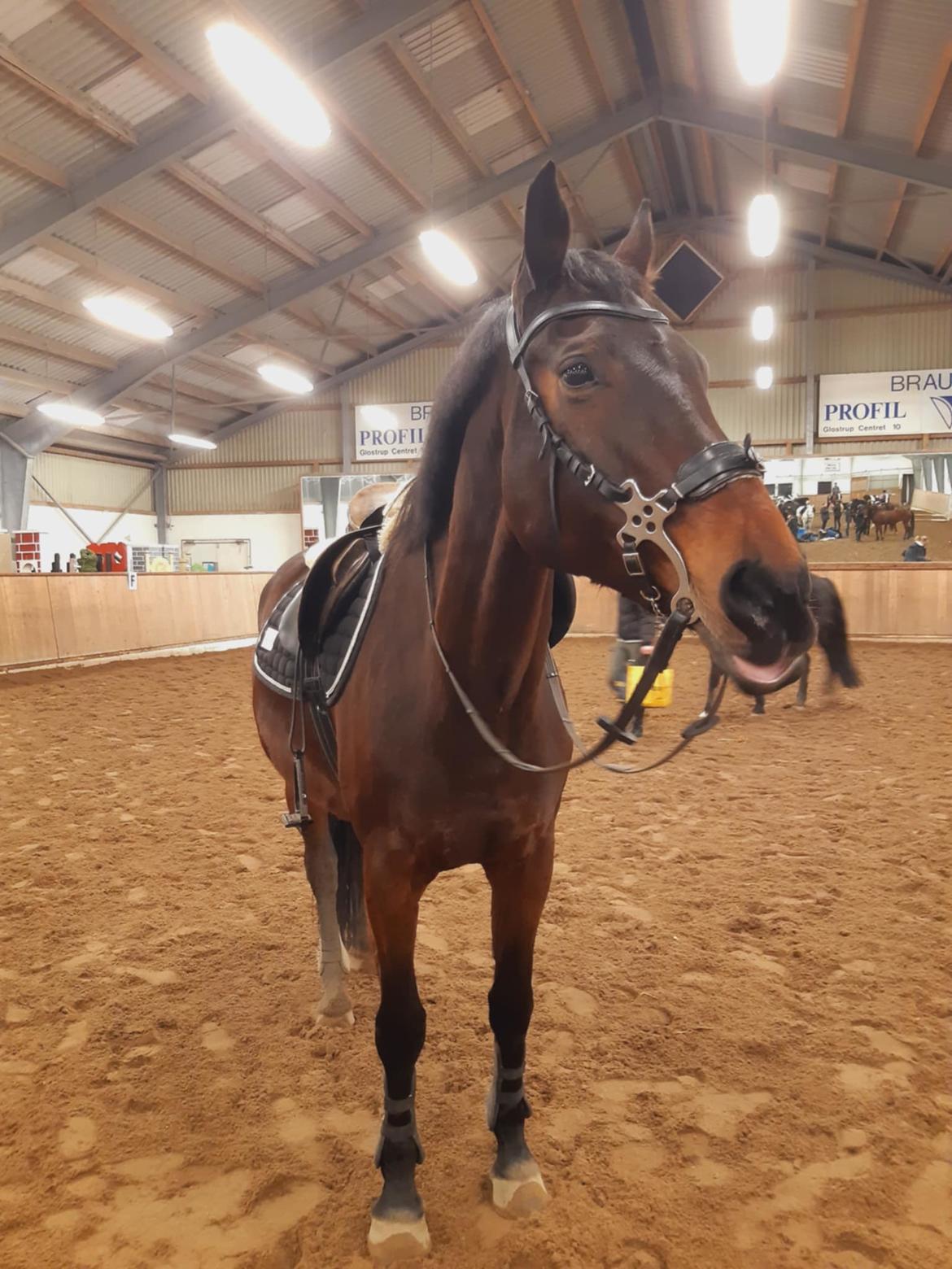 Dansk Varmblod Savah - Bare chiller imens der bygges bane billede 6