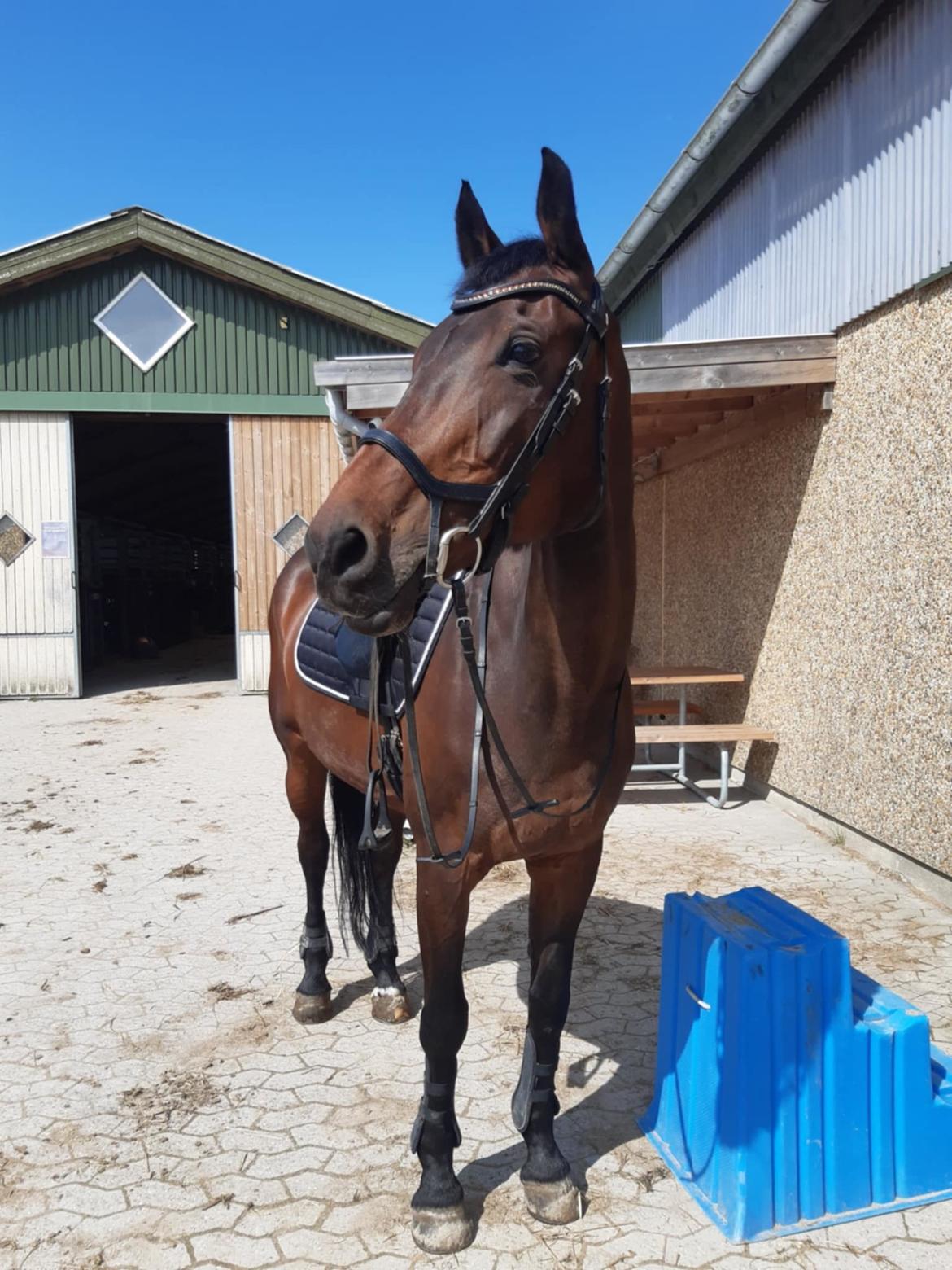 Dansk Varmblod Savah - 12. juli 2024 billede 7