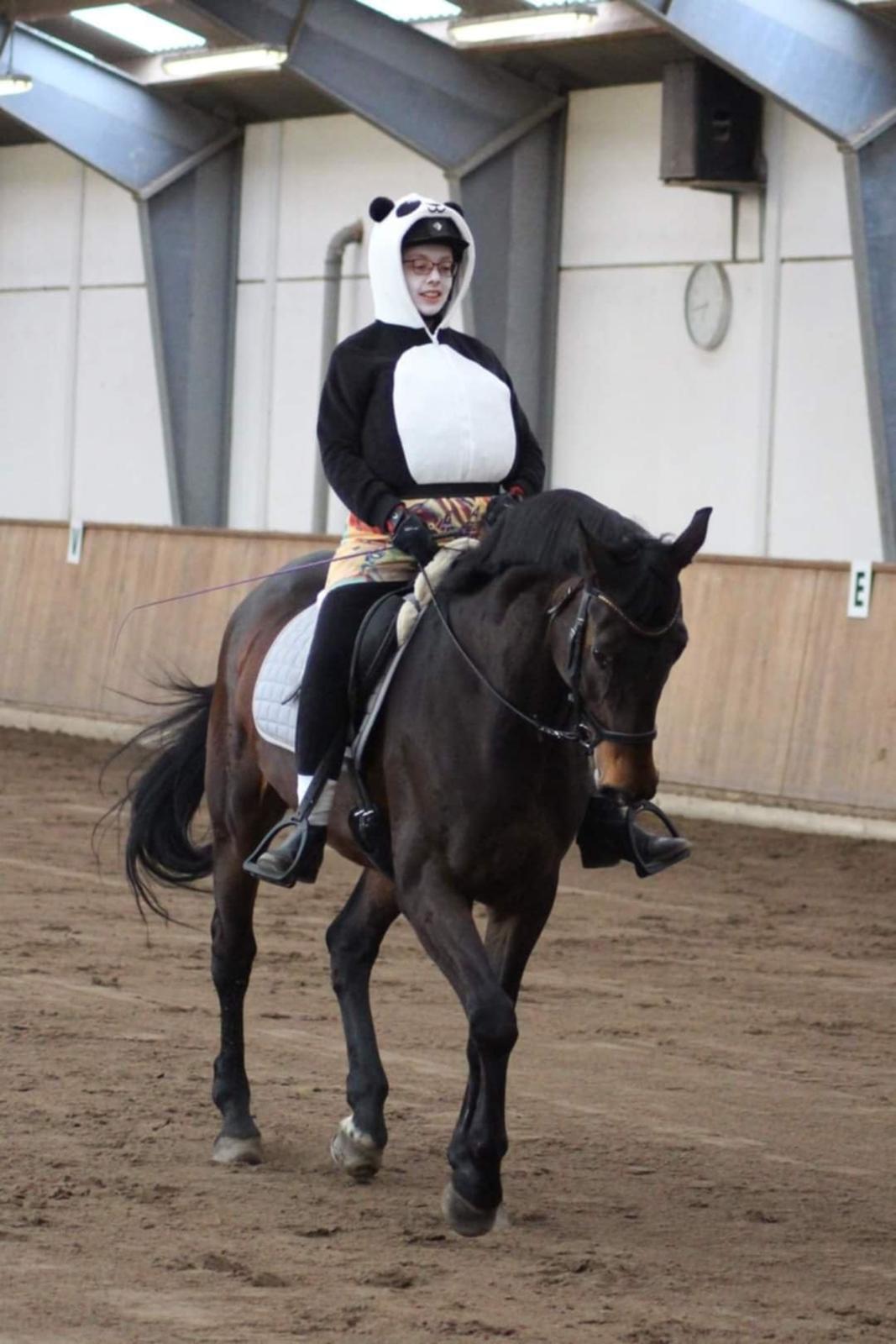 Dansk Varmblod Savah - Showstævne 2024, udklædt som Po fra Kung Fu Panda billede 8