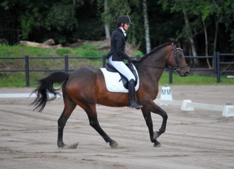 Dansk Varmblod Savah - Vores 2. stævne sammen hvis jeg husker rigtigt. 2020 billede 9