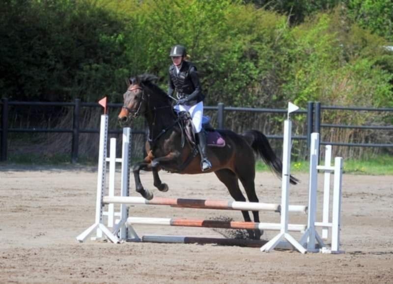 Dansk Varmblod Savah billede 13