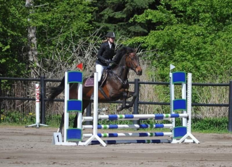 Dansk Varmblod Savah billede 12