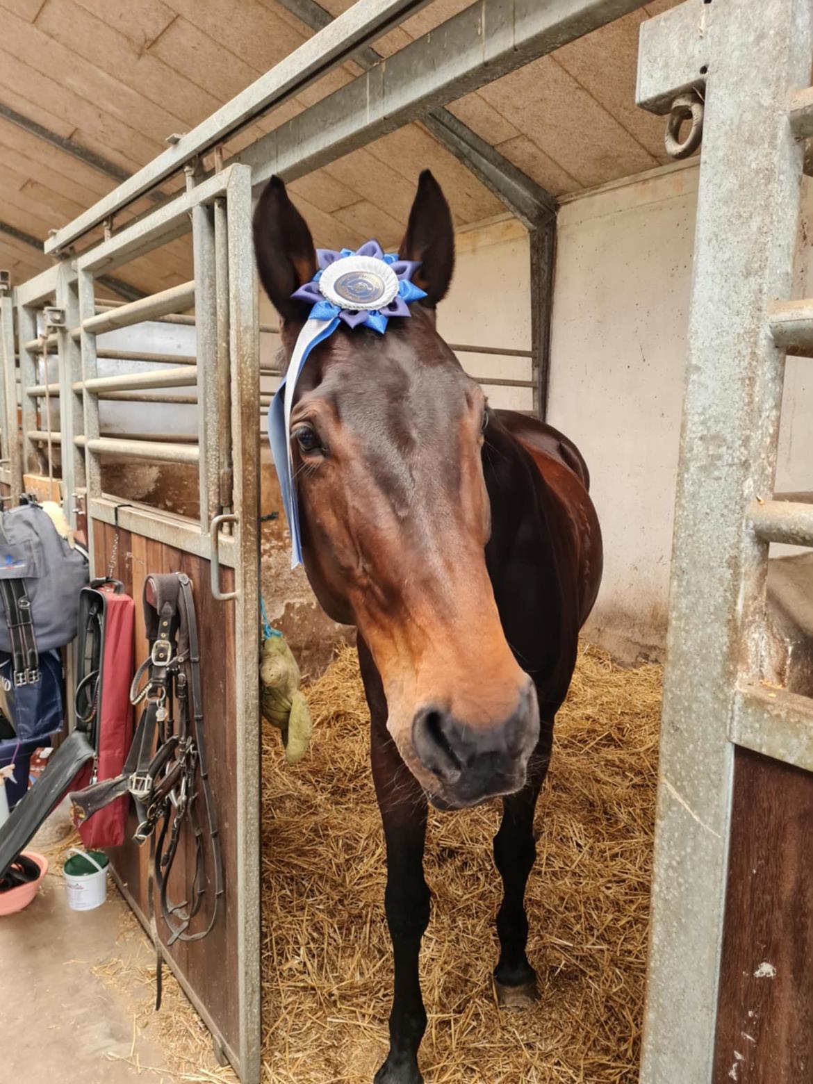 Dansk Varmblod Savah - Internt springstævne 2. marts 2025, 60 cm fejlfri billede 5