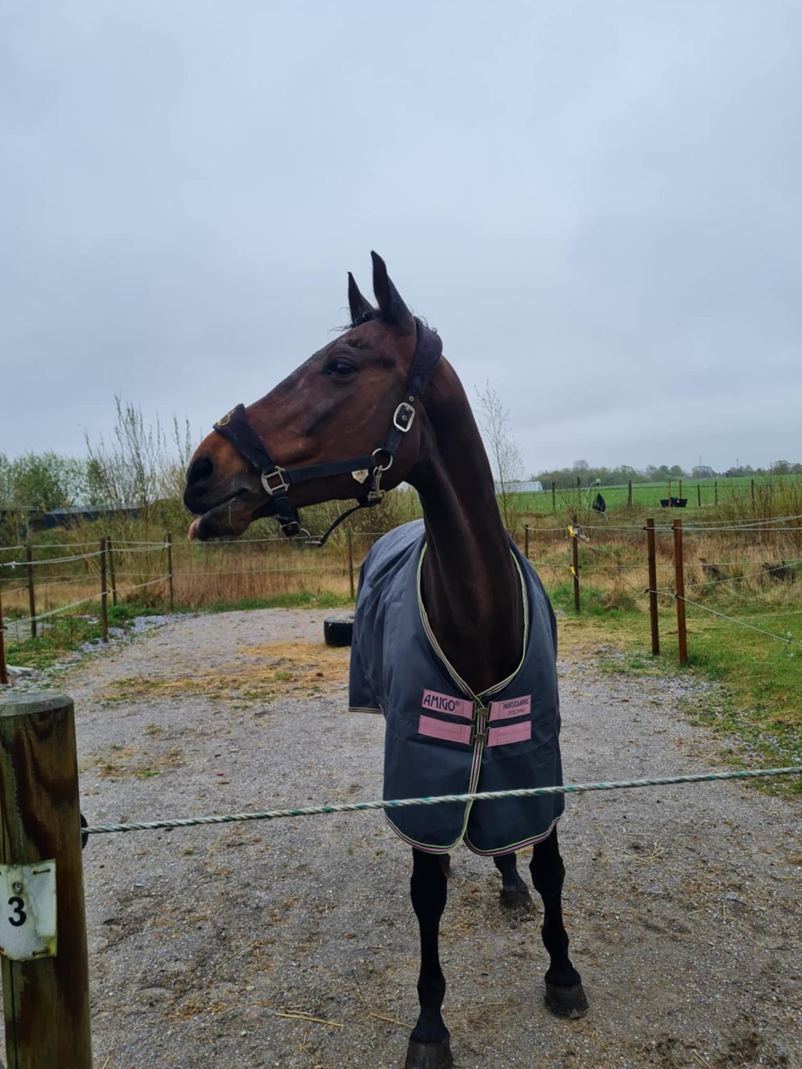 Dansk Varmblod Savah - De første par dage efter flytningen var regnfulde, men hun var vist ved godt mod :D billede 20