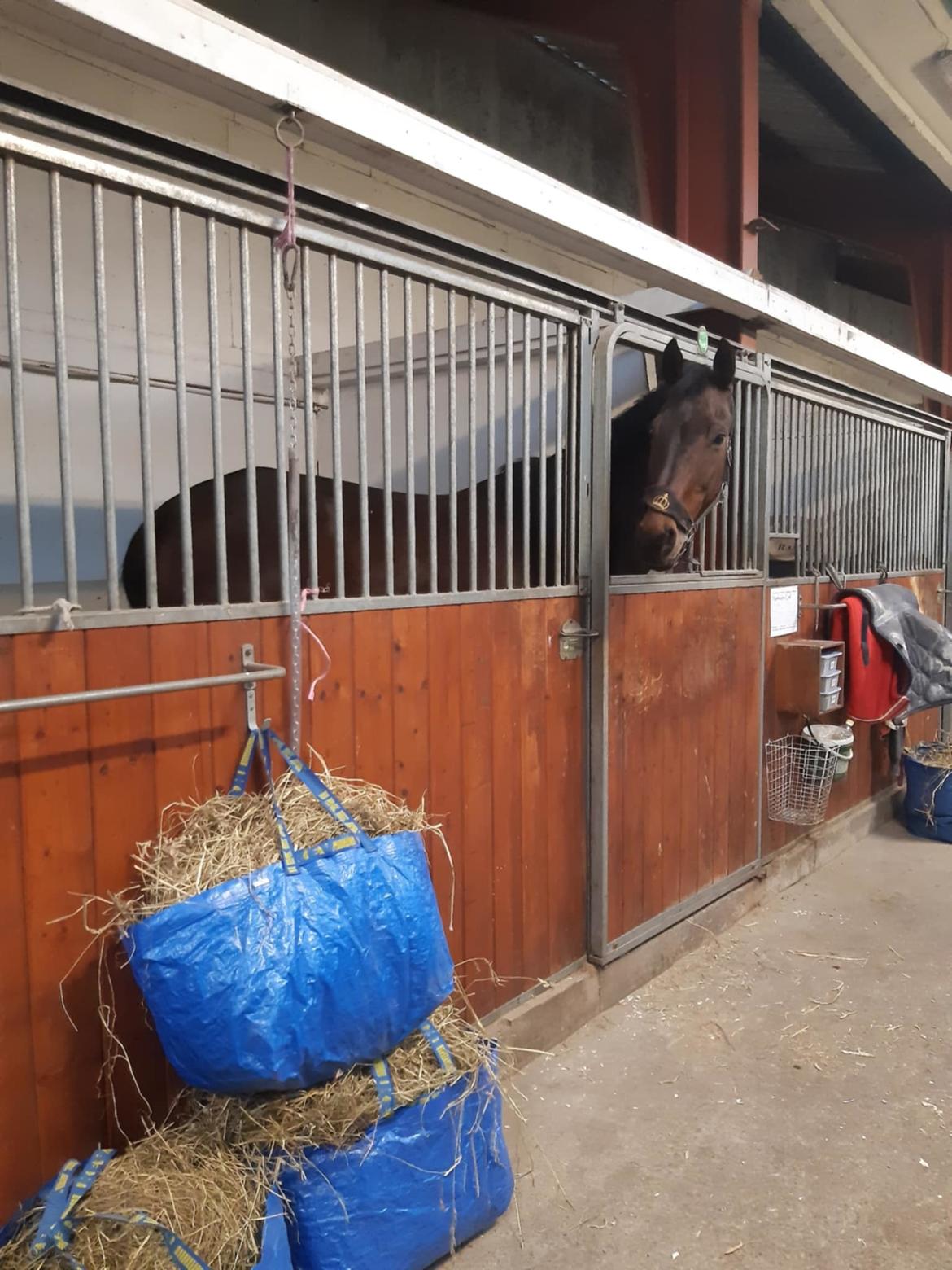 Dansk Varmblod Savah - Lige ankommet i hendes nye boks, april 2025 billede 19