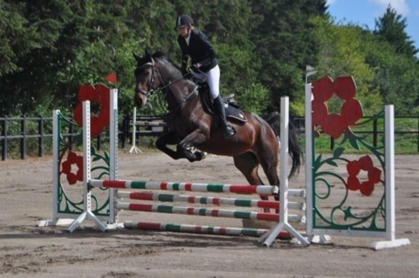 Dansk Varmblod Savah billede 14