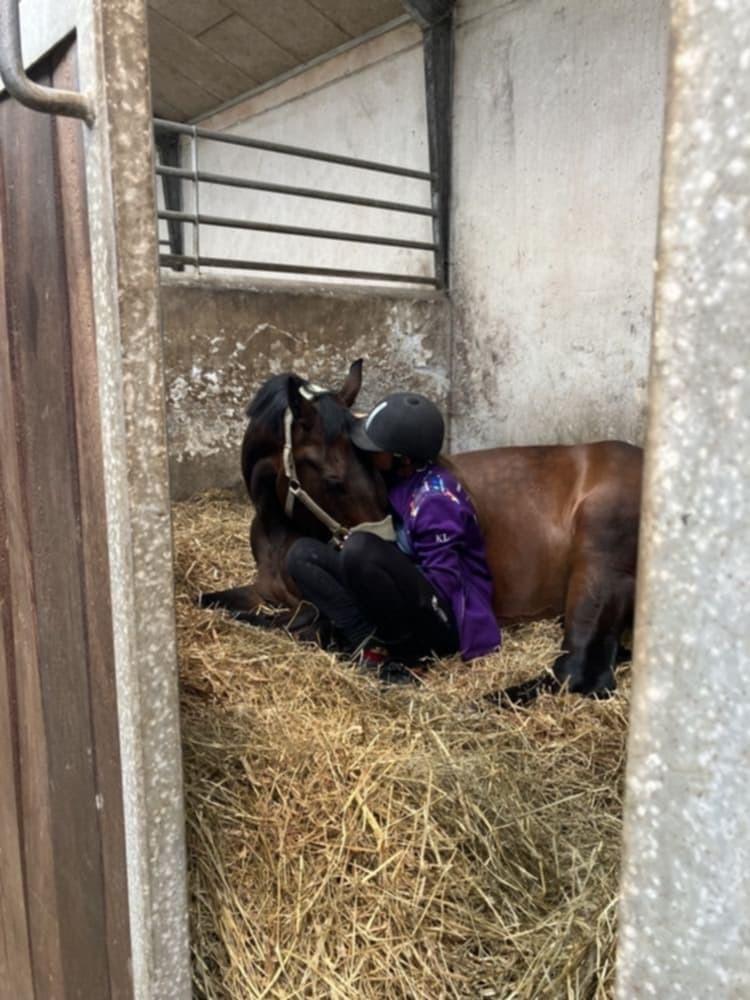 Dansk Varmblod Savah - 21. april 2024 billede 16