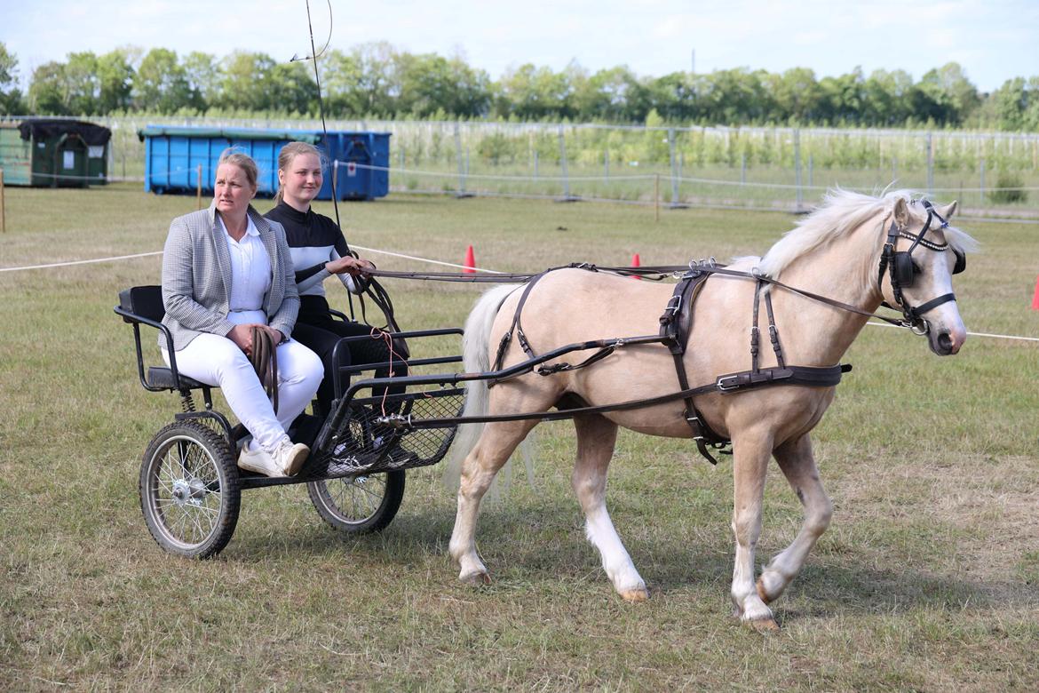 Welsh Mountain (sec A) Sejlstrups Mr. Swing King billede 21