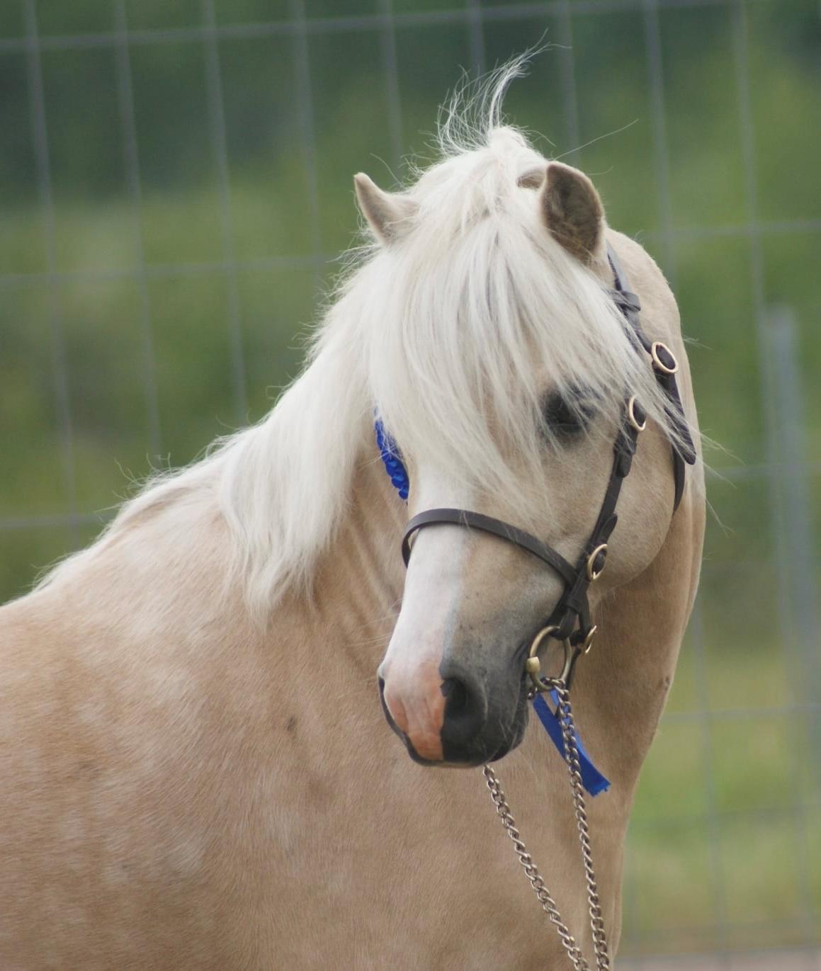 Welsh Mountain (sec A) Sejlstrups Mr. Swing King billede 22