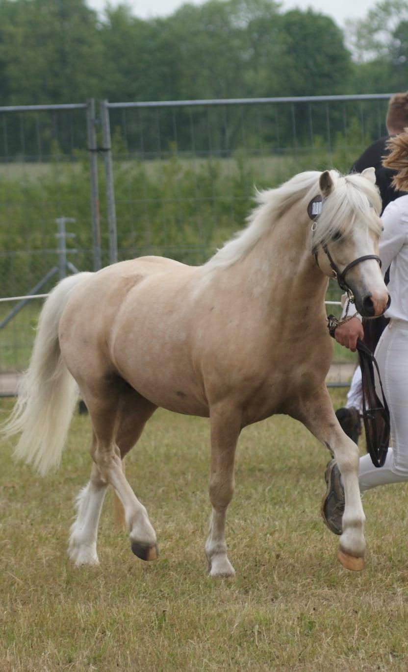 Welsh Mountain (sec A) Sejlstrups Mr. Swing King billede 23