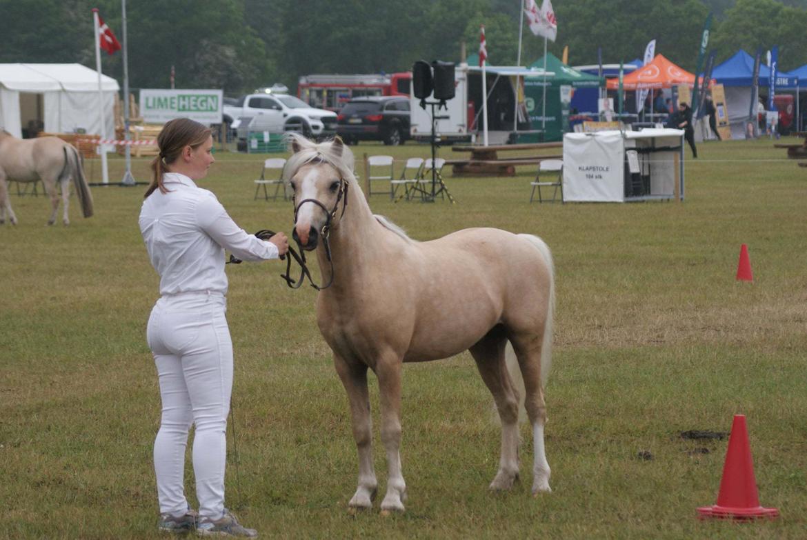 Welsh Mountain (sec A) Sejlstrups Mr. Swing King billede 24