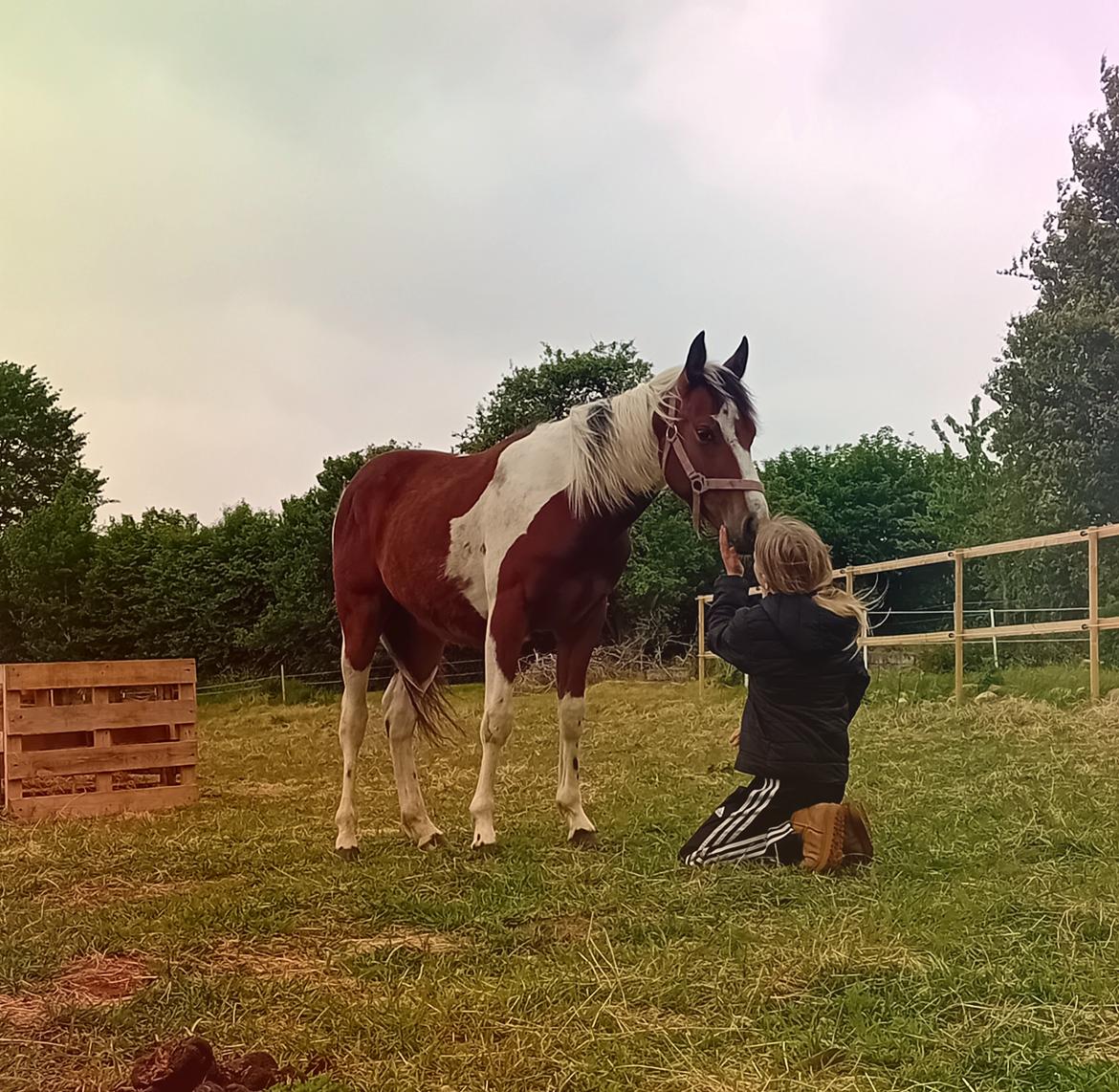 Anden særlig race TINO billede 1