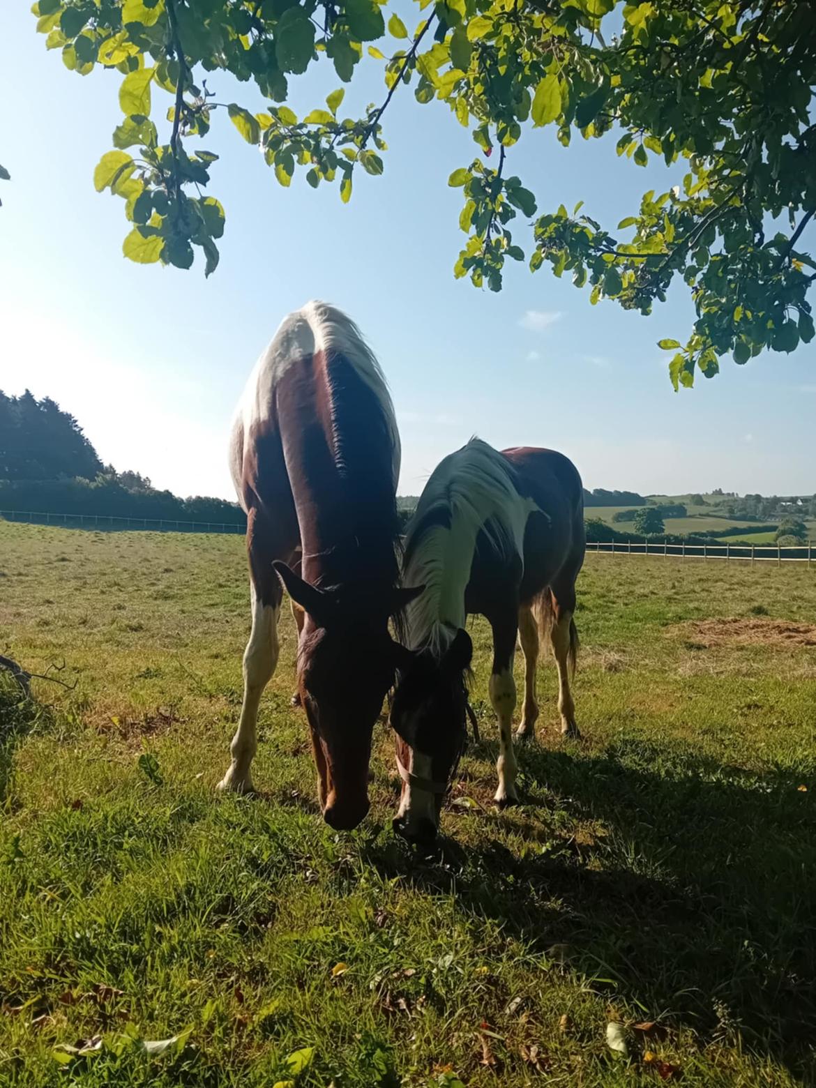 Anden særlig race TINO billede 4