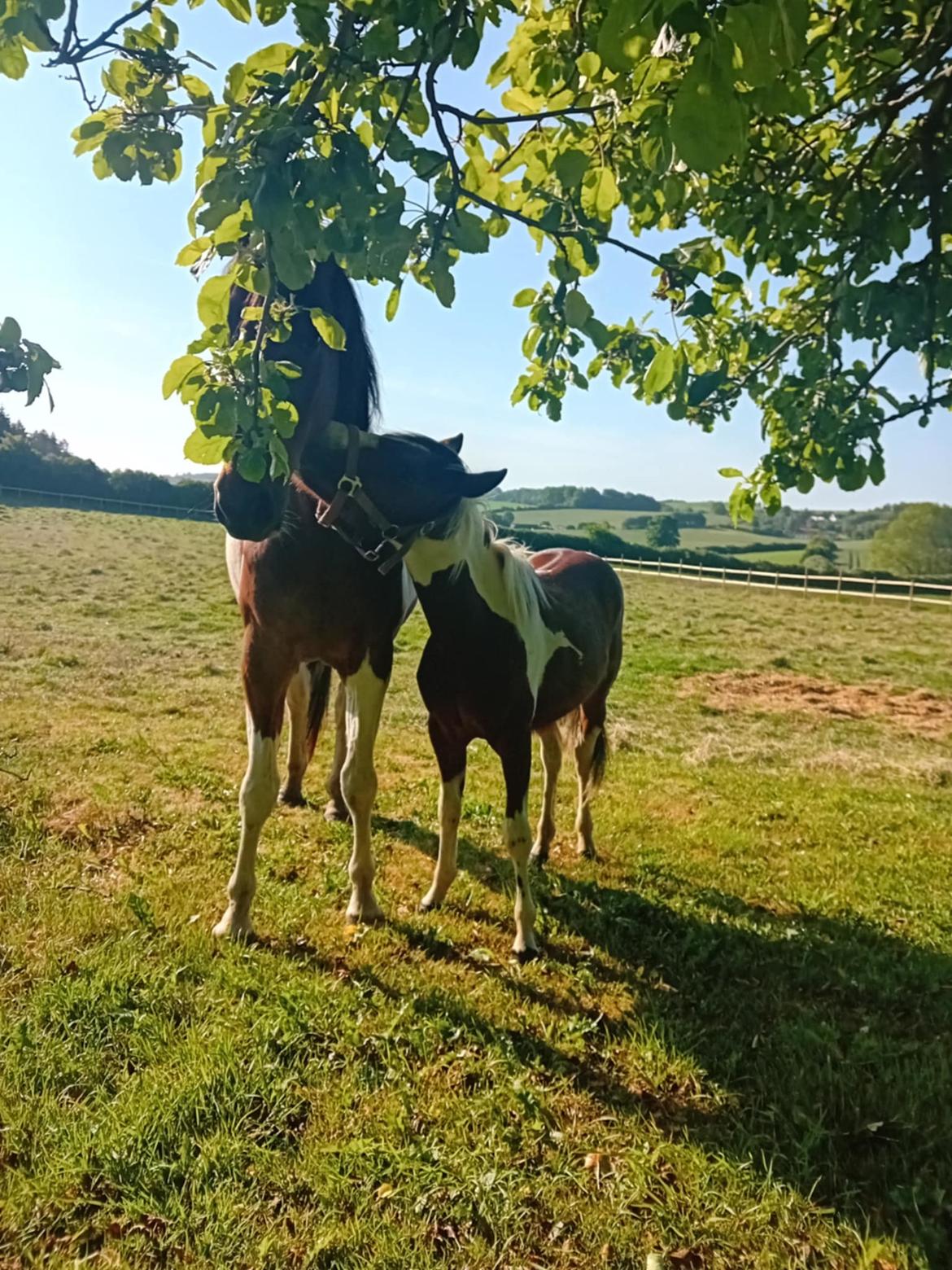 Anden særlig race TINO billede 5