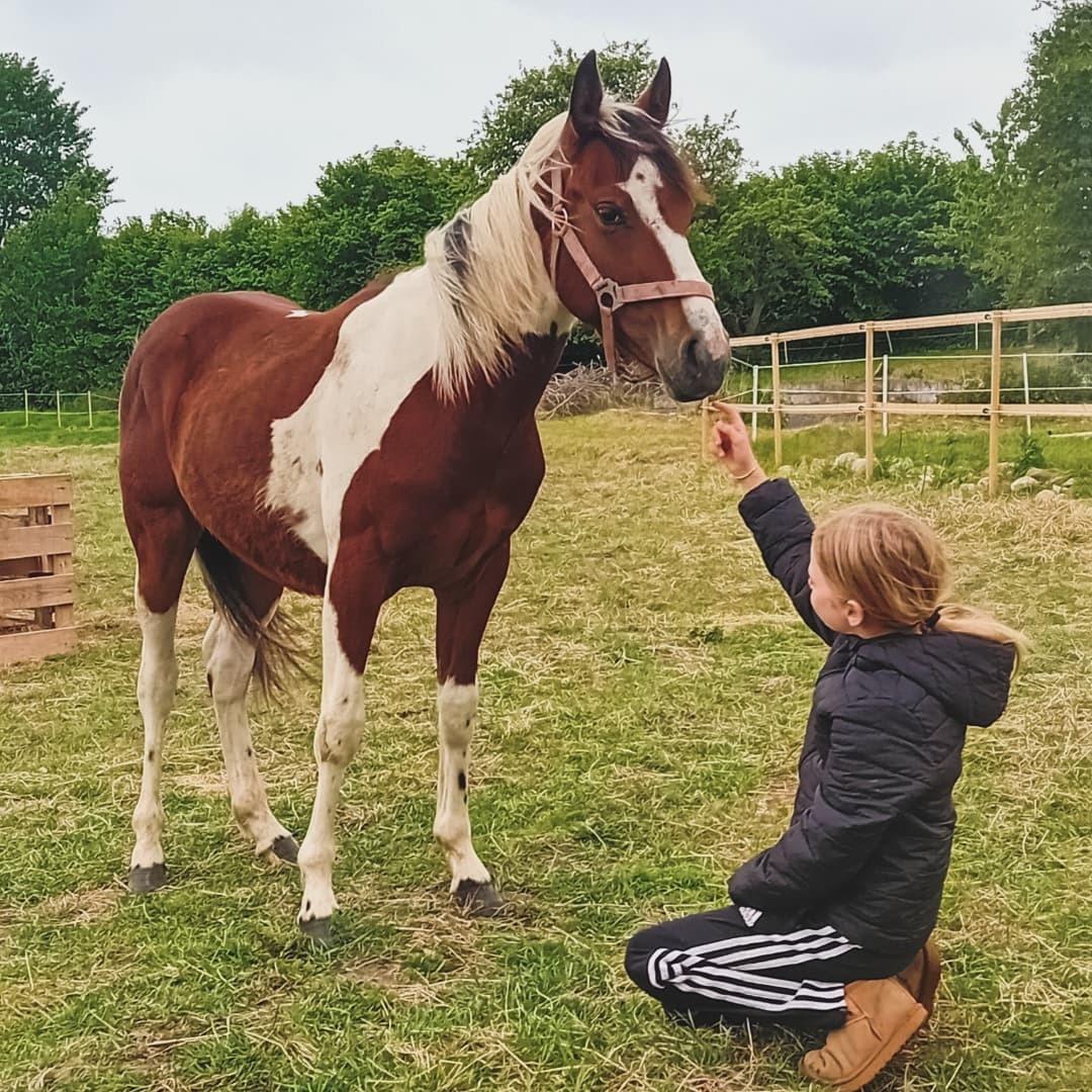 Anden særlig race TINO billede 2