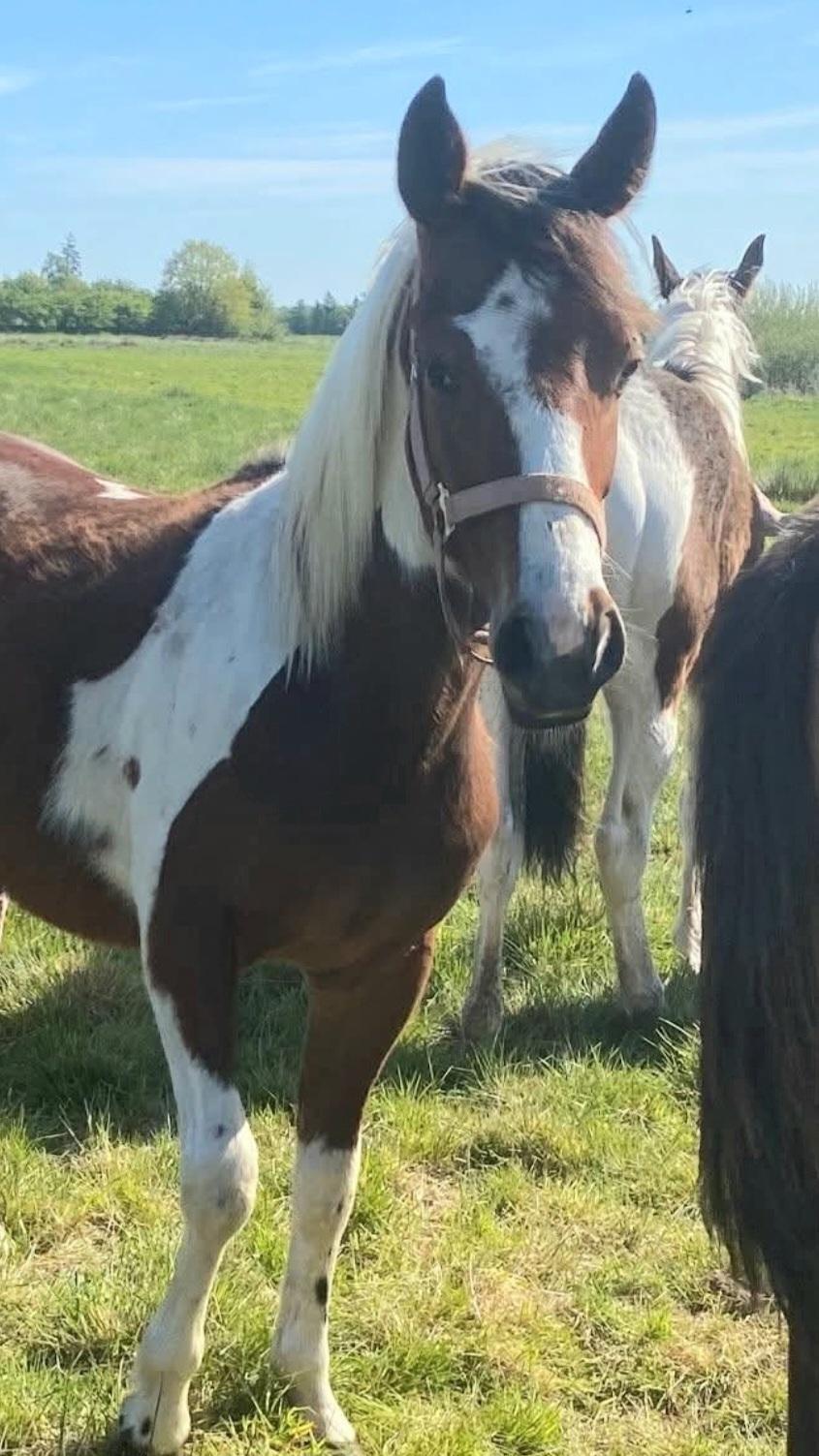 Anden særlig race TINO billede 6