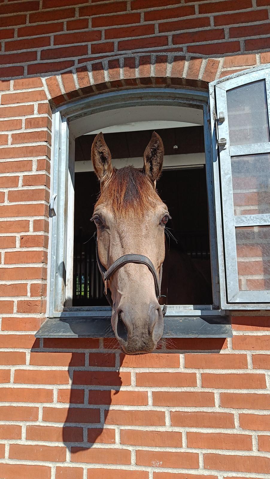 Palomino Moelleaaens Fürstengold - 2024 billede 1