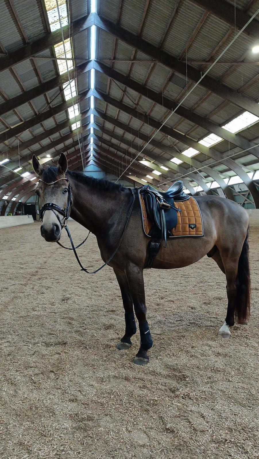 Palomino Moelleaaens Fürstengold billede 2
