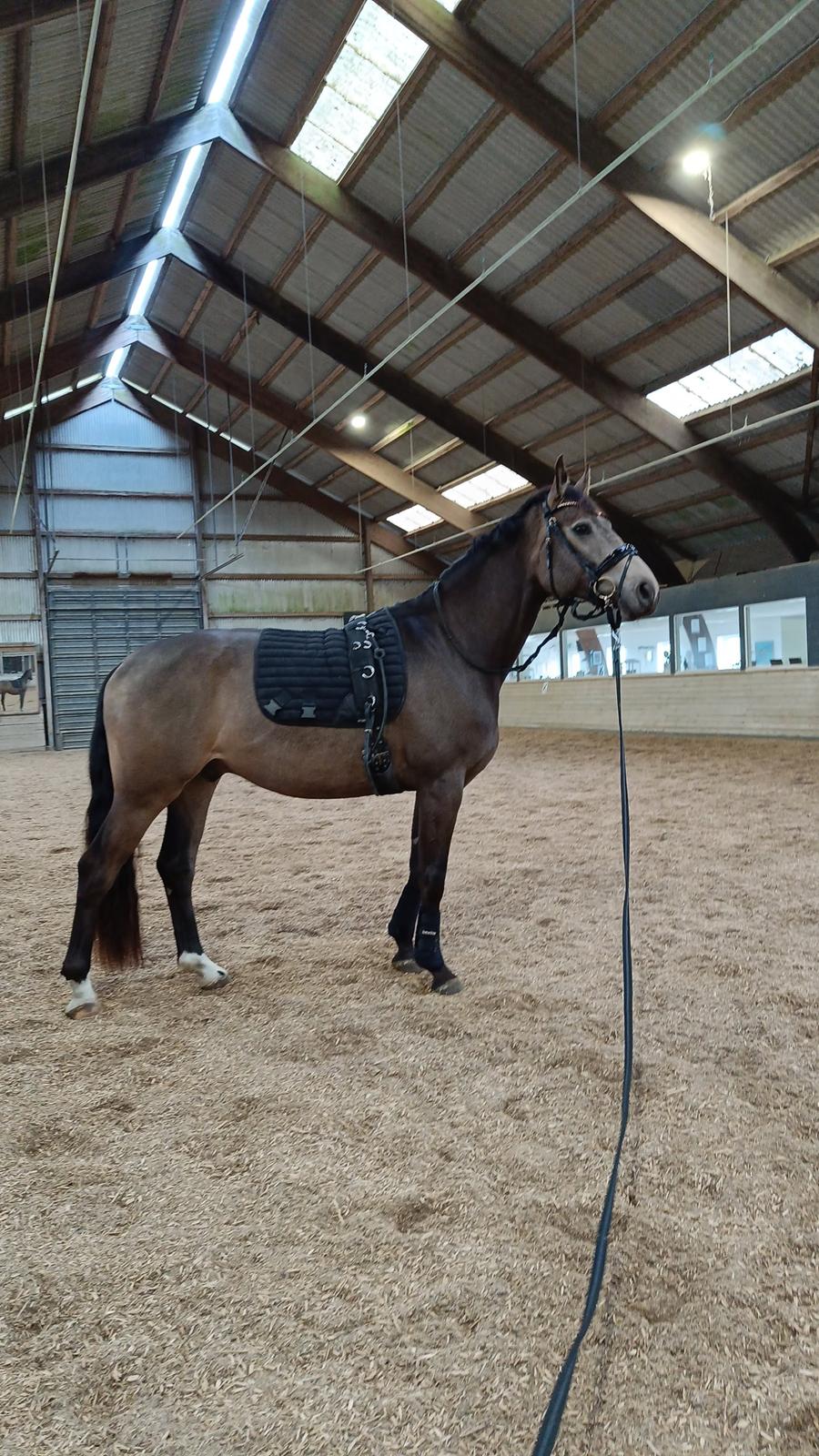 Palomino Moelleaaens Fürstengold billede 3