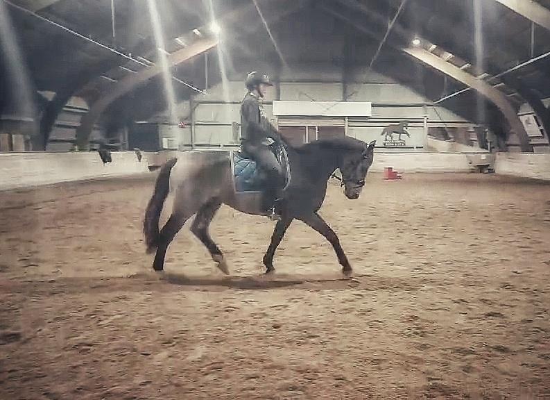 Palomino Moelleaaens Fürstengold - november 2024 billede 4